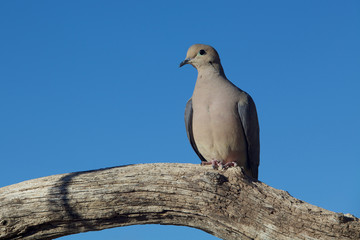 Mourning Dove Resting