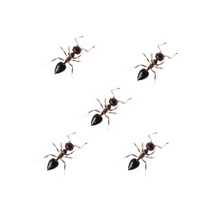 Ant isolated on white background