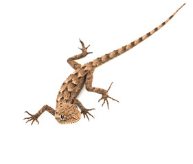 lizard on a white background. Macro