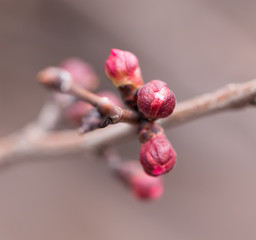 Flower buds on a tree. macro