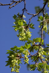 Erable à feuille d'obier (acer opalus)