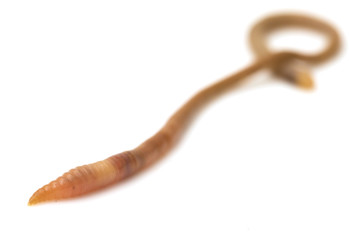 animal earthworm isolated on white