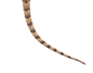 tail of a lizard on a white background. Macro