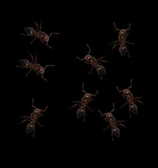 ants on a black background. macro