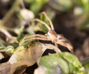 spider in nature. macro