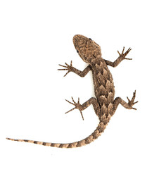 Naklejka premium lizard on a white background. Macro