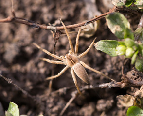 spider in nature. macro
