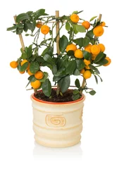 Crédence de cuisine en verre imprimé Bonsaï Small tangerines tree on white background