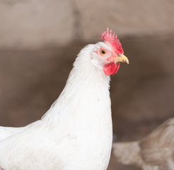portrait of a white chicken