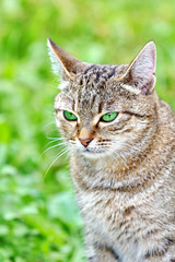 Beautiful striped cat with green eyes.