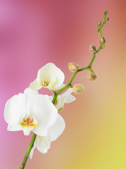 white orchid on colored background