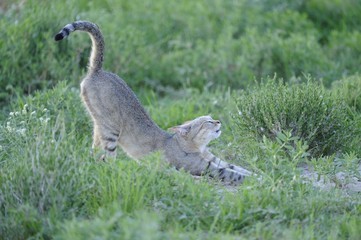 African Black-footed wild cat (Felis negripes) in Kalahari Deser