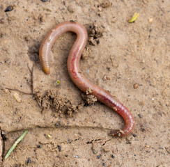 earthworms on soil. macro