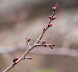 Flower buds on a tree. macro