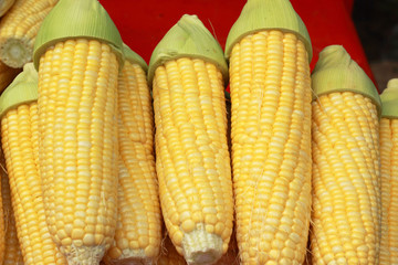 Sweet corn in the market