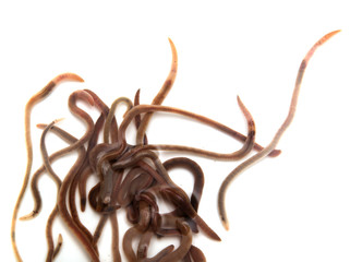 Worms on a white background. Macro