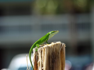 Lizard-9