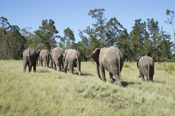 Fototapeta premium Herd of African elephants walking in grasslands. South Africa