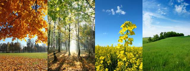 Forest and field