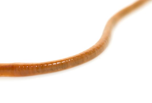 animal earthworm isolated on white