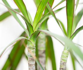 background of leaves of a flower. macro