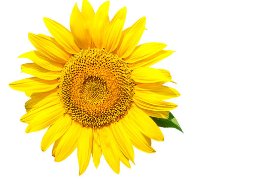 Sunflower flower closeup on white background