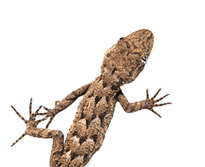 lizard on a white background. Macro