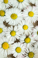 Fototapeta premium daisy