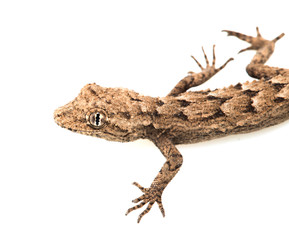 lizard on a white background. Macro