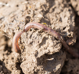 a worm on the ground. Macro