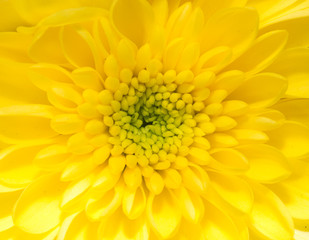 beautiful background of yellow flower