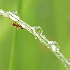 fourmi et goutte de rosée