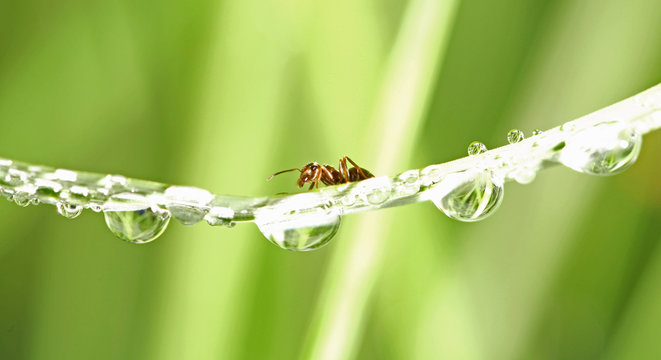 fourmi et goutte de ros&eacute;e