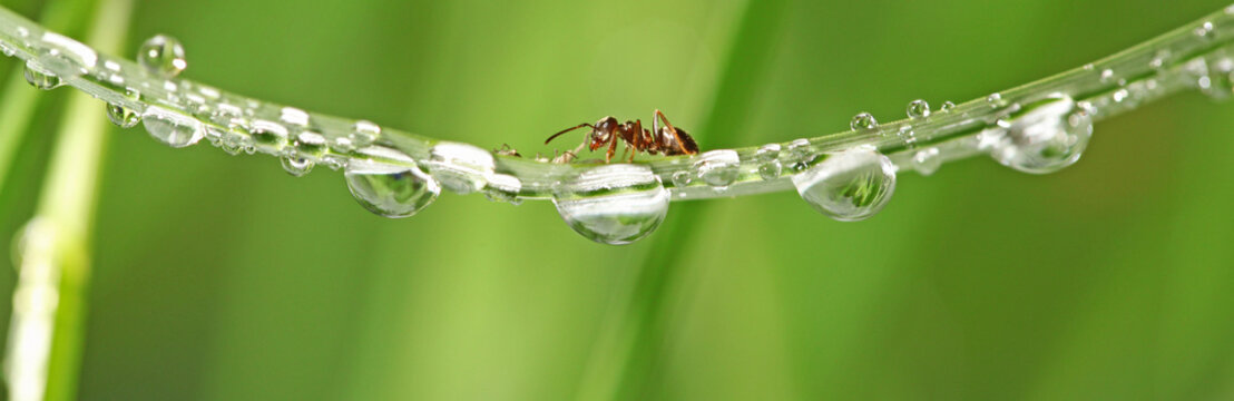 fourmi et goutte de ros&eacute;e