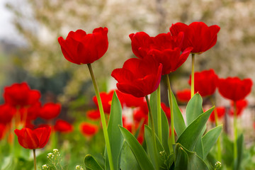 Fototapeta na wymiar orange tulip on color blurred background