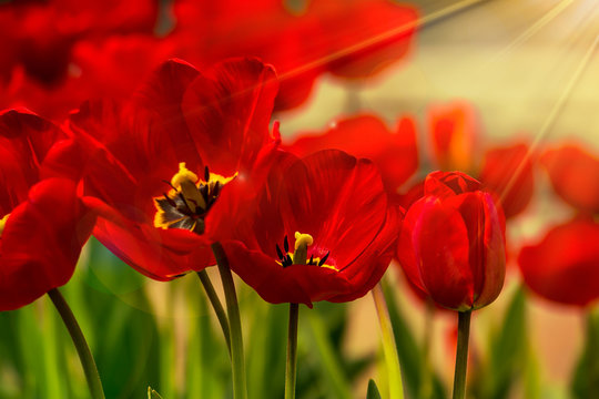 orange tulip on color blurred background
