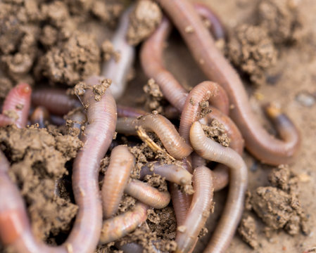 a worm on the ground. Macro