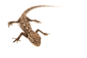Naklejka premium lizard on a white background. Macro