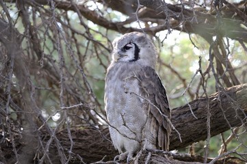Giant Eagle Owl ( Bubo lacteus) in a Camel thorn tree