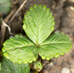dew drops on strawberry leaves. macro