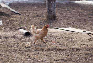 Chicken on the nature