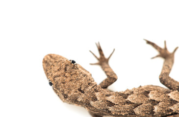 lizard on a white background. Macro