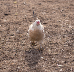 Chicken on the nature