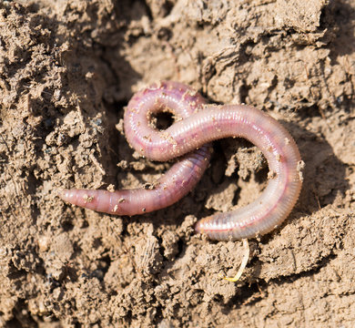 a worm on the ground. Macro