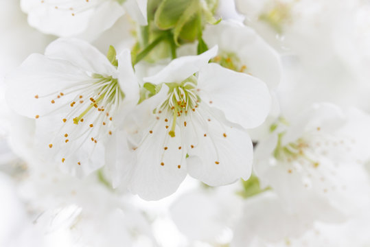 Kirschbl&uuml;te