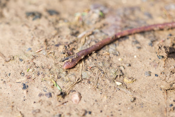 a worm on the ground. Macro