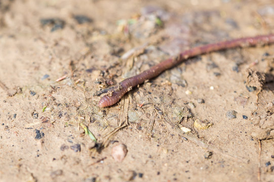 a worm on the ground. Macro
