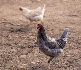 Chicken on the nature