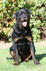 rottweiler