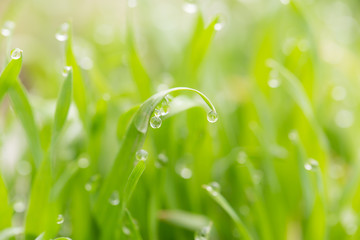 Fototapeta premium water drop on the green grass. macro